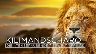 Kilimandscharo  Die atemberaubende Tierwelt Afrikas  Die letzten Paradiese TVDokumentation [upl. by Htebsle896]