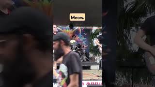 Kitty potusa cover music livemusic festival rock [upl. by Wildon655]