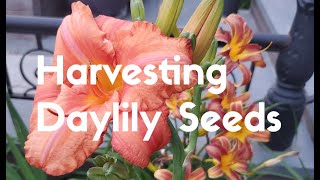 Harvesting Daylily Seeds [upl. by Gusba662]