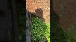 Queensland homestead gardening vege seed raising [upl. by Eilsel]