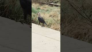 Beautiful crow walk [upl. by Nosnar357]