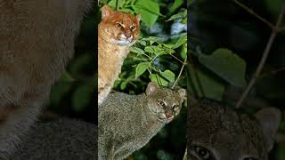 🐆 El Jaguarundi 🐆 El Felino Misterioso de América [upl. by Mlehliw]