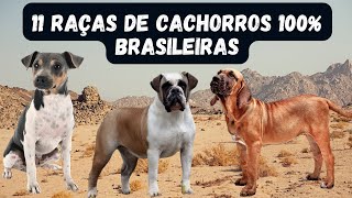 CONHEÇA 11 RAÇAS DE CACHORROS 100 BRASILEIROS  Cachorros de Origem Brasileiras [upl. by Hiroko547]