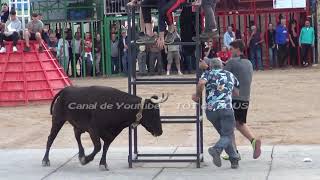 ALCANAR  T   MARTES 14052024  GANADERIA VTE BENAVENT QUATRETONDA  V   VIDEOS TOT de BOUS [upl. by Dianna]