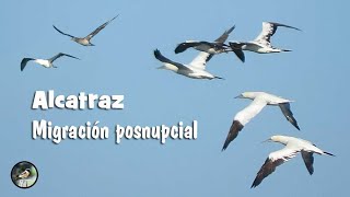 Alcatraces migración posnupcial [upl. by Mungam45]