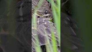 Rattlesnake Catches Baby Bird and Gets Attacked by Parents [upl. by Marcie409]