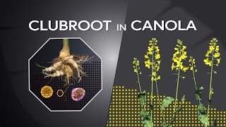 Clubroot Management [upl. by Hagen202]