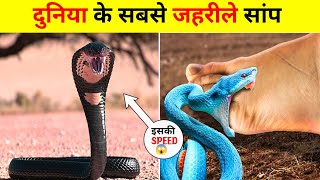 दुनिया के सबसे जहरीले सांप  The Most Poisonous Snakes In The World  Take Reality [upl. by Marlin]