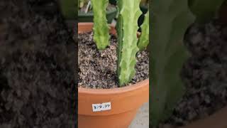 Breaking News Full Plant Shopping Video Posted houseplants plants [upl. by Eiramanel]