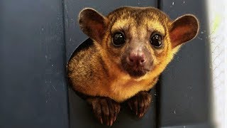 Couple Keep Mischievous Kinkajou As Pet  CUTE AS FLUFF [upl. by Yekciv]