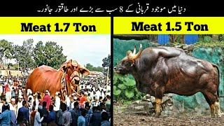 9 Biggest And Heavy Bulls For Qurbani  قربانی کے سب سے بڑے جانور  Haider Tv [upl. by Thecla]