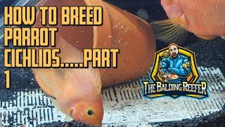 How to breed parrot Cichlids  Part 1 [upl. by Rustin]