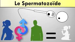 Le spermatozoïde [upl. by Booze855]