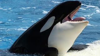 National Geographic Documentary  Orcinus Orca  Wildlife Animal [upl. by Krahmer]