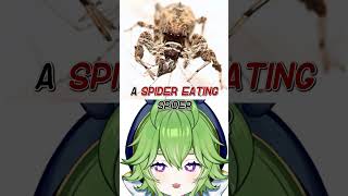 SMARTEST SPIDER IN THE WORLD Portia Spider [upl. by Notsirt]