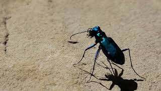 Six Spotted Tiger Beetle [upl. by Malorie]