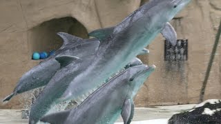 Dolfijnenshow  Delphin Show  Dolphin show  ZOO Duisburg Delfinarium 2016 [upl. by Tris]