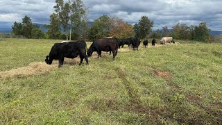 After the hurricane updatefarmingcowfarmeragriculturelivestockcalfhayhurricane [upl. by Kenti]