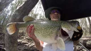 Catch Clean Cook Murray Cod  70cm [upl. by Oster]