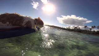 Kuli The Surfing Cat Out For A Paddle [upl. by Petta]