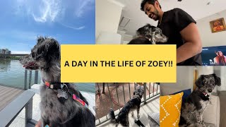 A DAY IN THE LIFE OF ZOEY 🐶  DOG SITTING MY SISTER’S DOG [upl. by Nyrret]