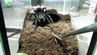 Tarantula feeding video 3 [upl. by Ajnin]