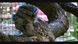 Tawny Frogmouth at the Sacramento Zoo [upl. by Namurt]