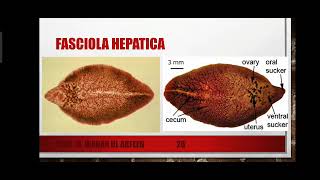 Classification of Triploblastic Acoelomates  The Smaller Lophotrochozoan Phyla Explained in Urdu [upl. by Persis]