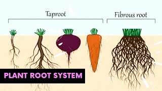 Plant Root System  Types of Root  in Tamil  Nammaoorugoogle [upl. by Sivia726]