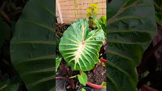 Colocasia Plant വെള്ളത്തിൽ വളരുന്ന ചേമ്പ് [upl. by Talley638]