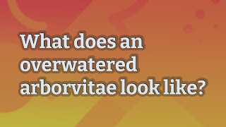 What does an overwatered arborvitae look like [upl. by Fowler]