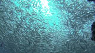 Giant Trevally chasing a school of smaller fishes [upl. by Alekim822]