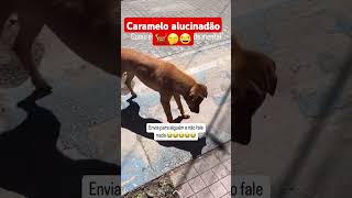 Caramelo alucinadão 🐕🤭😂 [upl. by Dadinirt890]