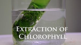 Extraction and Fluorescence of Chlorophyll [upl. by Fablan794]