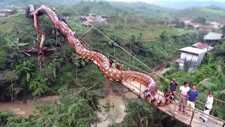 Giant Snake Was Recently Captured in Japan What Happened Next Shocked Everyone [upl. by Blondell750]