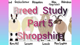 Breed Study Part 5 Shropshire [upl. by Ardnaiek]