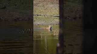 female Tigerss shortsvideo shortvideo subscribe shorts shortsfeed wildlife tigress [upl. by Sirrap]