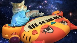 KEYBOARD CAT ON CAT PIANO [upl. by Kirt715]