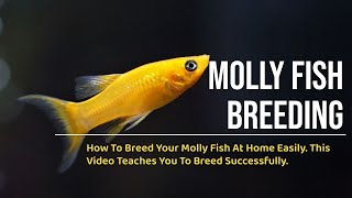 Molly Fish Breeding Explained  A Beginners Guide [upl. by Joelie]