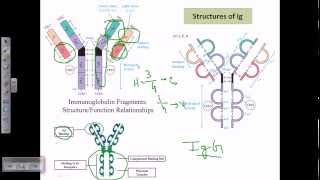 Antibody structure [upl. by Matrona656]