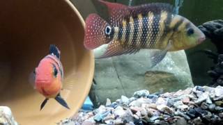 Red Terror Festae Cichlid Pair [upl. by Robi]