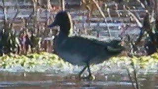 Greenwinged Teal at Mill Pond  November 24 2015 [upl. by Marjana]