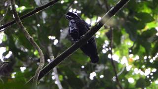 LongWattled Umbrellabird Cephalopterus penduliger [upl. by Lauzon478]