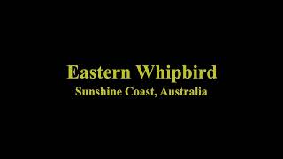 Eastern Whipbird Call  Sunshine Coast Australia [upl. by Enileuqcaj]