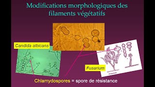 Mycologie généralité et systématique [upl. by Regdirb]