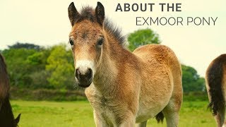 About the Exmoor Pony [upl. by Bracci288]