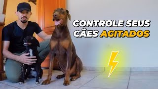 COMO CONTROLAR CÃES AGITADOS NA PRÁTICA [upl. by Ihana213]