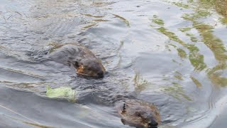 Young Beaver Rides on Adult Beavers Tail  ViralHog [upl. by Kato]