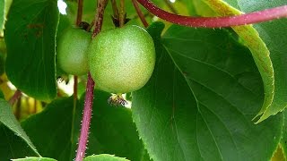 Propagating Hardy Kiwi  Spectacular Results [upl. by Lauren72]