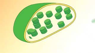 Structure of Chloroplast [upl. by Asetal]